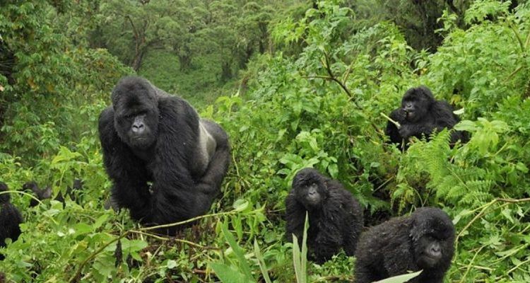 The Best Places for Wildlife Safaris 4