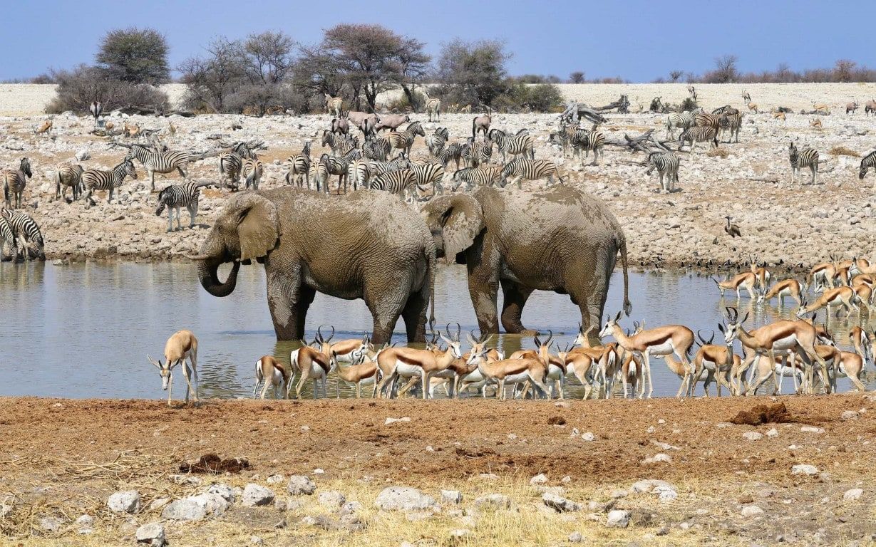 The Best Places for Wildlife Safaris 9