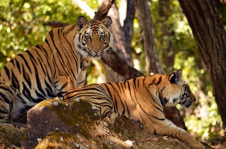 The Best Places for Wildlife Safaris 10