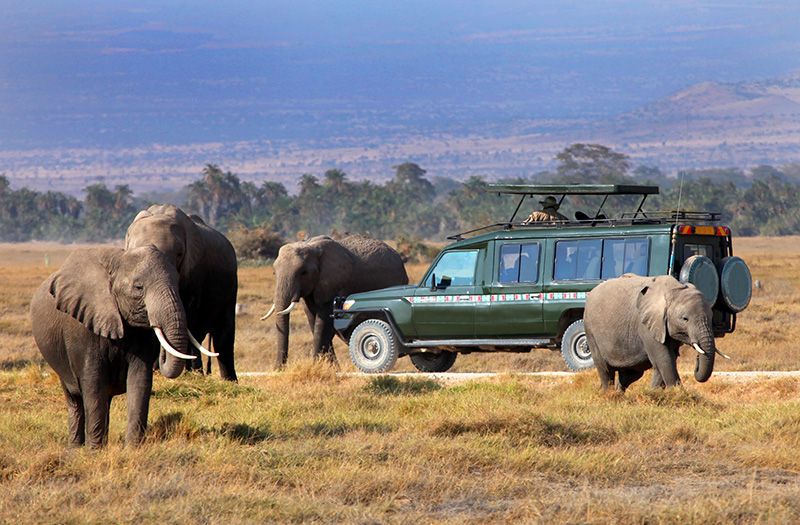 The Best Places for Wildlife Safaris 7