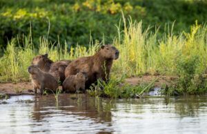 The Best Places for Wildlife Safaris Best Places for Wildlife Safaris
