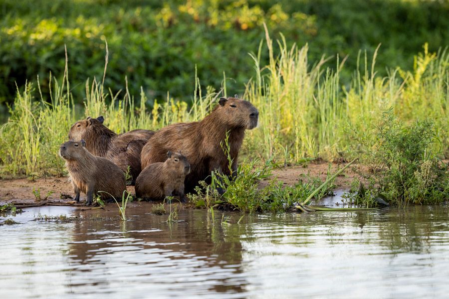 The Best Places for Wildlife Safaris 6