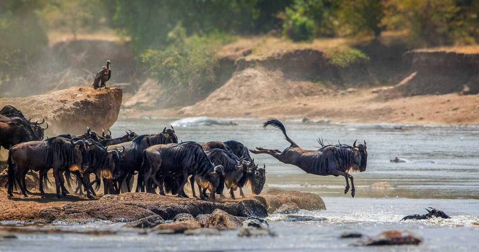 The Best Places for Wildlife Safaris 1