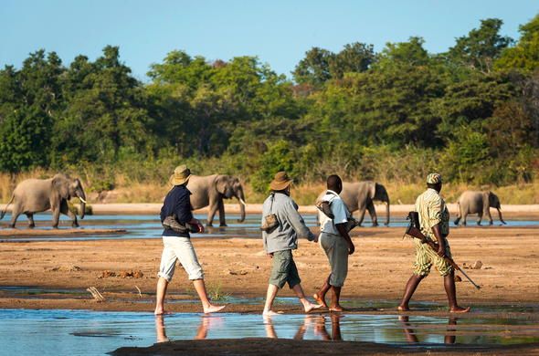 The Best Places for Wildlife Safaris 3