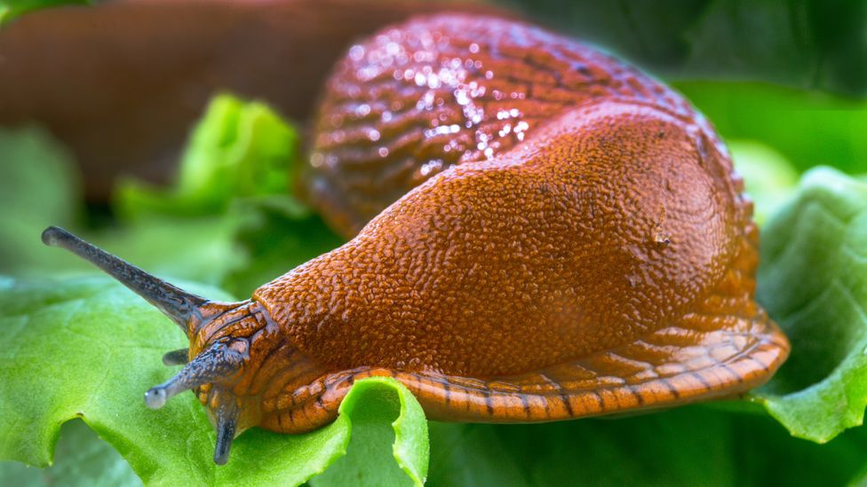 Spanish Slug Removal in Finland Now Pays You Money 1 Spanish Slug Removal in Finland