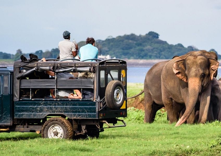 The Best Places for Wildlife Safaris 5
