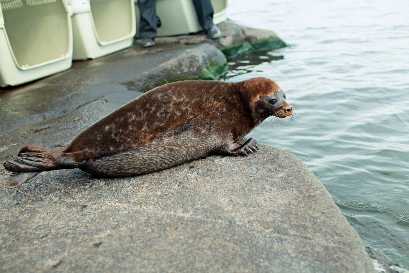 Baltic Ringed Seal Population in Finland Shows Sharp Recovery 1 Baltic Ringed Seal Population in Finland