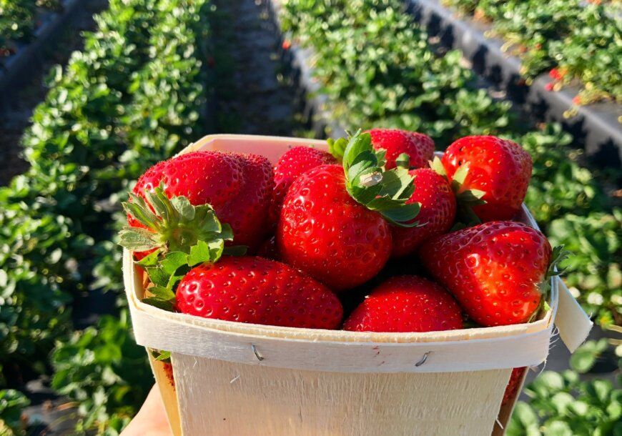 Strawberry Harvests in Finland