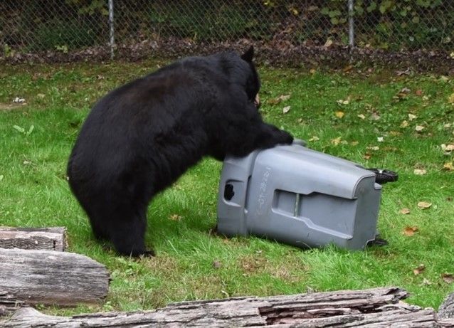 Helsinki Bears Test Bear-Resistant Waste Bins to Protect Residents 1 Helsinki Bears Test Bear-Resistant Waste Bins