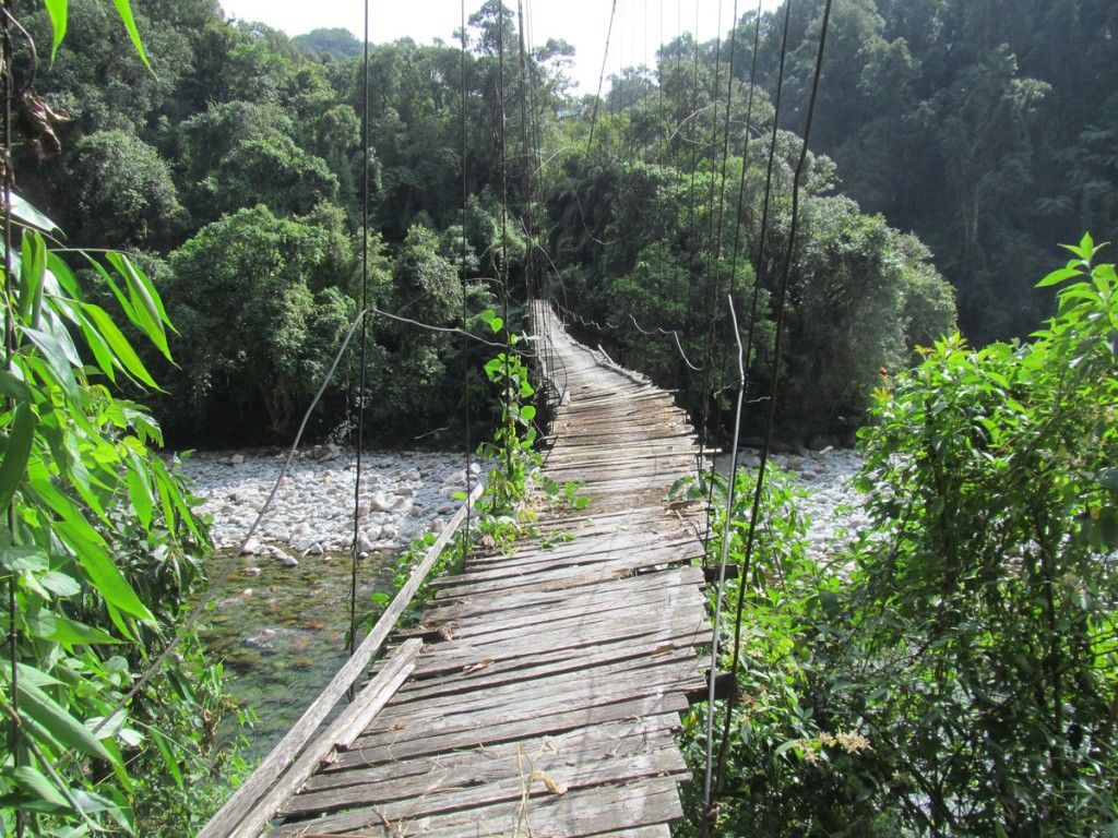Inside the Jungles That Are Still Unexplored and What They Hide From Us 5 Inside the Jungles That Are Still Unexplored