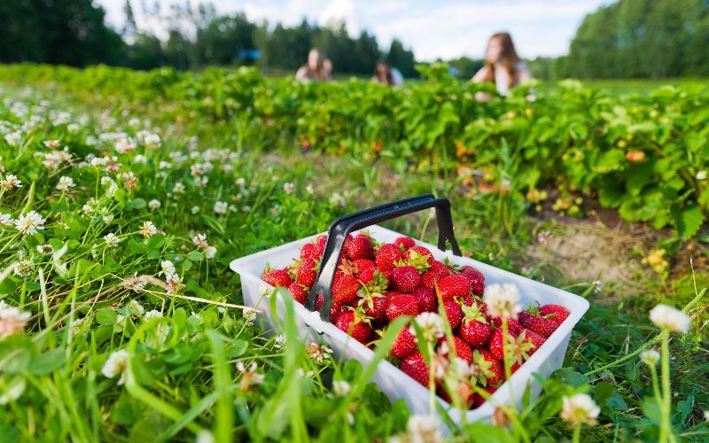 Jobs Most Immigrants Are Likely to Find in Finland