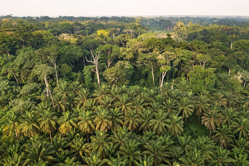 Inside the Jungles That Are Still Unexplored and What They Hide From Us 2 Inside the Jungles That Are Still Unexplored