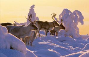 Best Time to Visit Finland Month by Month Best Time to Visit Finland Month by Month