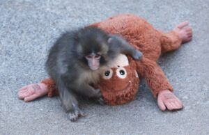 Punch the Macaque Sparks Global Debate Over Animal Captivity Punch the Macaque Sparks Global Debate Over Animal Captivity