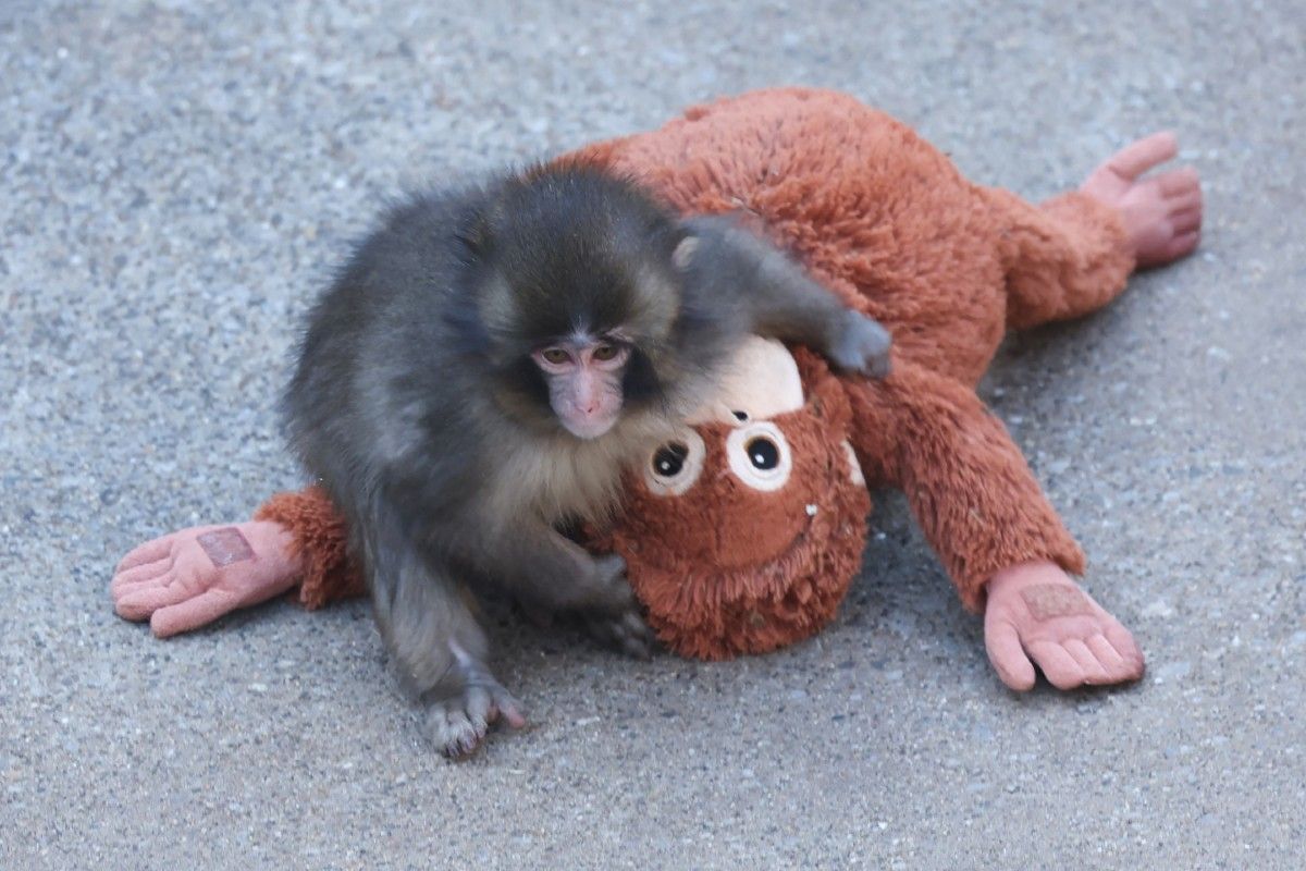 Punch the Macaque Sparks Global Debate Over Animal Captivity