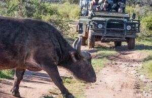 Wildlife Tours in South Africa: Inside the Country’s Complex Safari Economy Wildlife Tours in South Africa