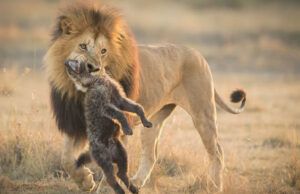 Safari Essentials: Where to Go in Kenya and Tanzania