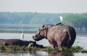 Best National Parks in Uganda for Wildlife Photography