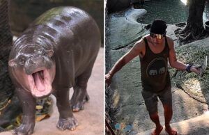 Man Arrested After Entering Pygmy Hippopotamus Moo Deng’s Enclosure in Thailand Man Arrested After Entering Pygmy Hippopotamus Moo Deng’s Enclosure in Thailand