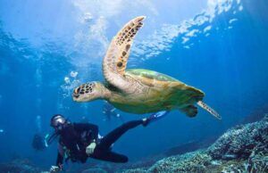 The Best Scuba Diving Destinations in a Changing Ocean