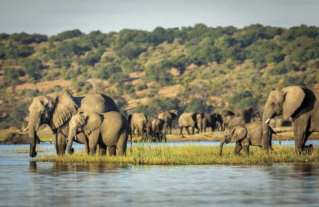 Countries in Africa with the Biggest Safari Tourism Market 5 Countries in Africa with the Biggest Safari Tourism Market
