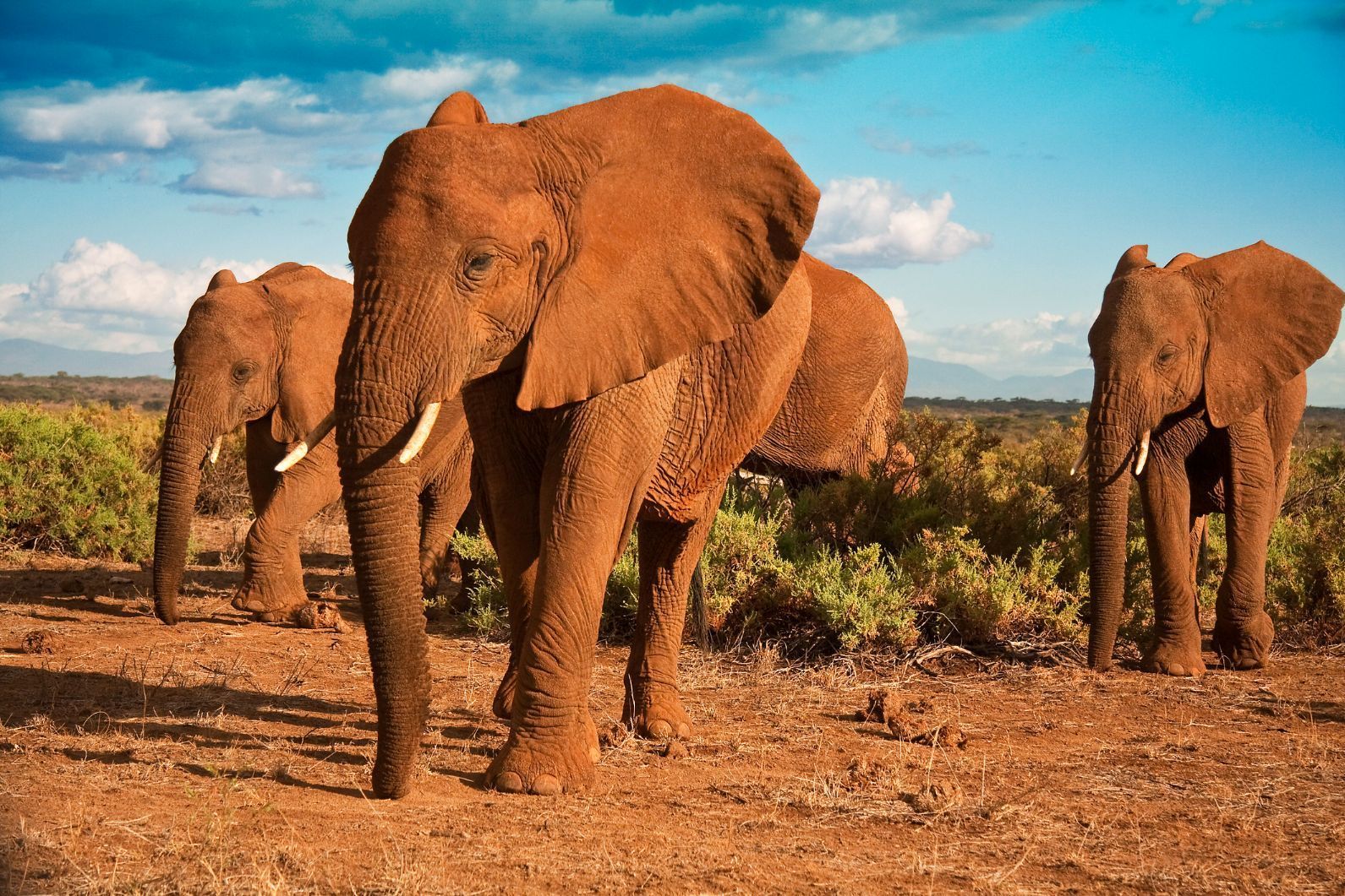 Countries in Africa with the Biggest Safari Tourism Market 2 Countries in Africa with the Biggest Safari Tourism Market