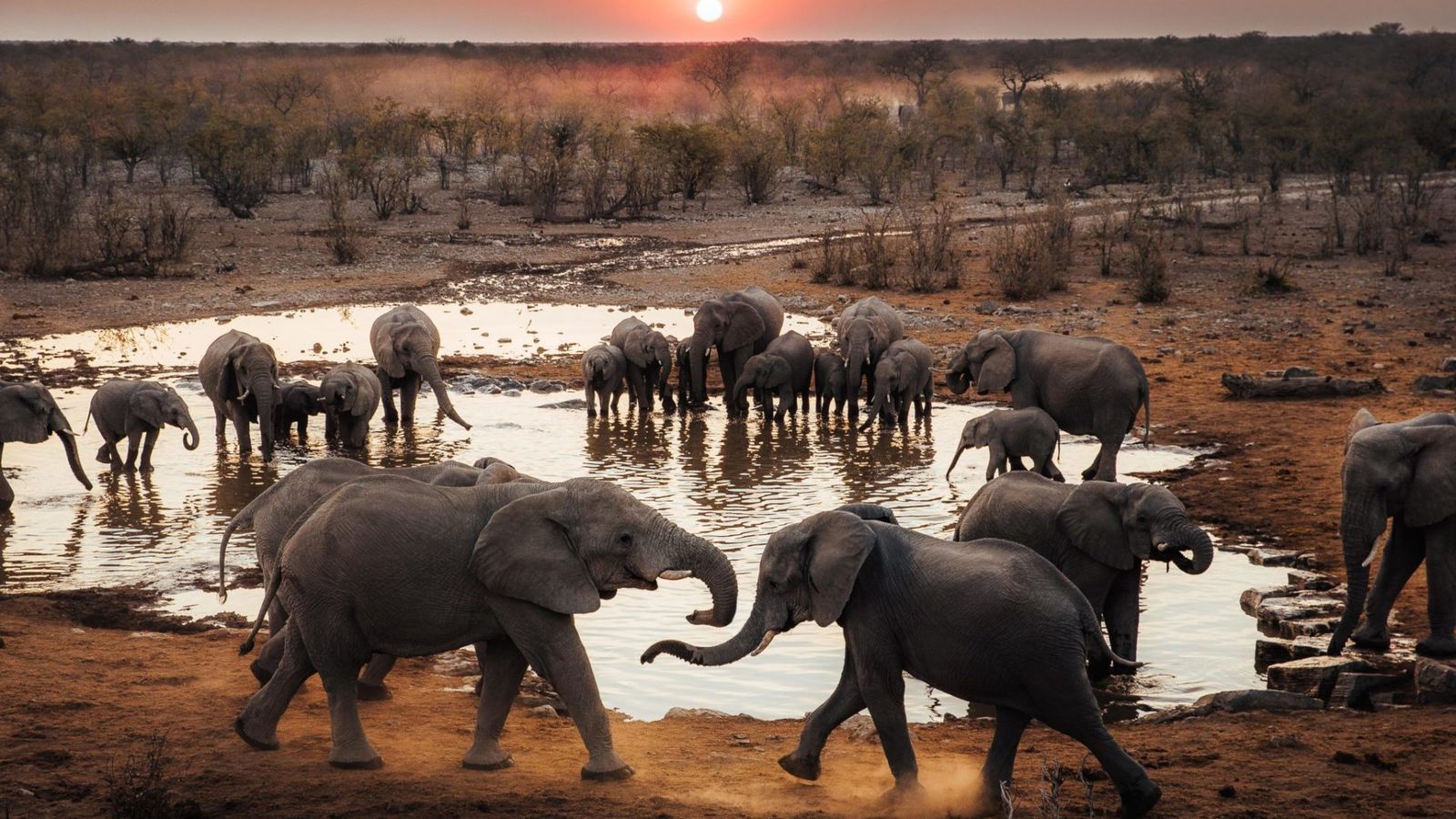 Countries in Africa with the Biggest Safari Tourism Market 6 Countries in Africa with the Biggest Safari Tourism Market