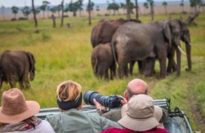 Countries in Africa with the Biggest Safari Tourism Market Countries in Africa with the Biggest Safari Tourism Market