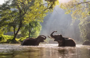 Check Out the Daily Budget for Traveling in Thailand