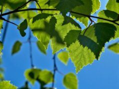 Birch Leaf Loss in Finland Raises Questions as Scientists Search for the Cause Birch Leaf Loss in Finland Raises Questions as Scientists Search for the Cause