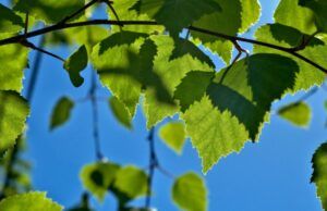 Birch Leaf Loss in Finland Raises Questions as Scientists Search for the Cause Birch Leaf Loss in Finland Raises Questions as Scientists Search for the Cause