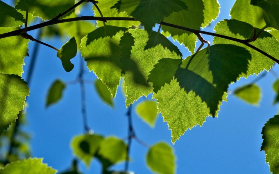 Birch Leaf Loss in Finland Raises Questions as Scientists Search for the Cause 1 Birch Leaf Loss in Finland Raises Questions as Scientists Search for the Cause