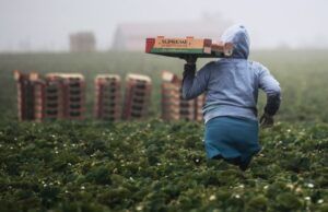 Finland Grants Visas to Just 123 Thai Berry Pickers After Rejecting More Than 2,000 Applications Finland Grants Visas to Just 123 Thai Berry Pickers After Rejecting More Than 2,000 Applications
