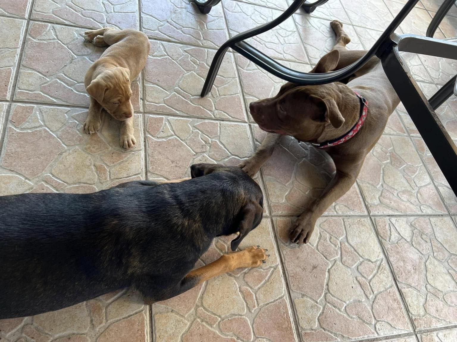 Florida mother accused of sexual contact with dog says she was framed by ex-husband