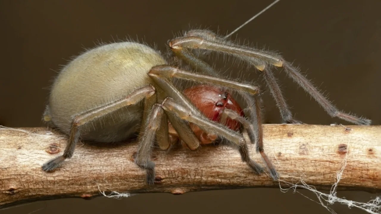 Venomous yellow sac spider spreads to new areas of Finland 1 Venomous yellow sac spider spreads to new areas of Finland